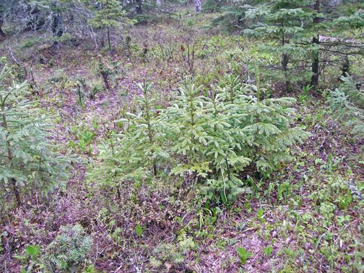 Spruce seedlings untouched by moose with surrounding vegetation dwarfed by moose grazing