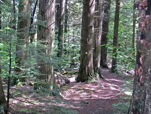 Old-growth hemlock forest