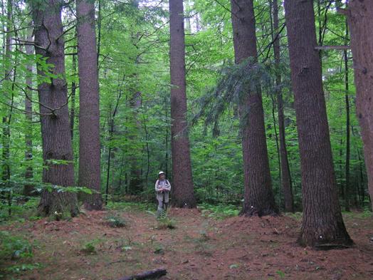 Council Grove of white pine, Mohawk Trail State Forest