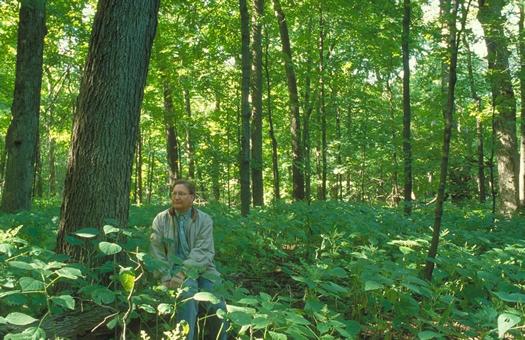 Old growth maple and oak forest not impacted by earthworms and deer in Taylor's Woods, Elm Creek Park Preserve