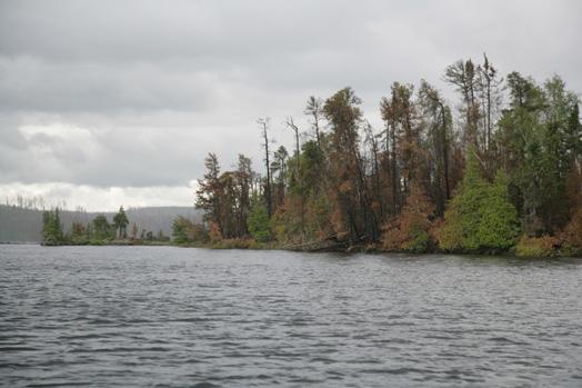 Boreal forest on Seagull Lake partially burned by the Ham Lake Fire of 2007