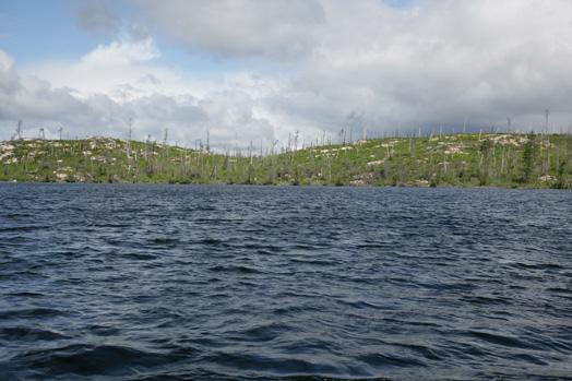 Three Mile Island in Seagull Lake covered with light green paper birch regeneration after a combination of blowdown and fire