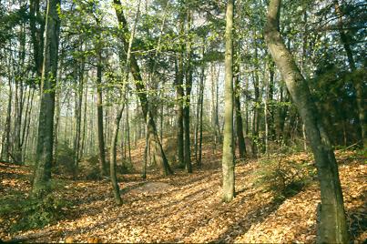 Above and Below: Beech-maple-hemlock forest on 3,000 year old sand dunes, Newport State Park