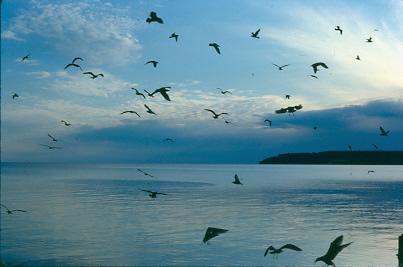 Seagulls and shoreline of Lake Michigan.