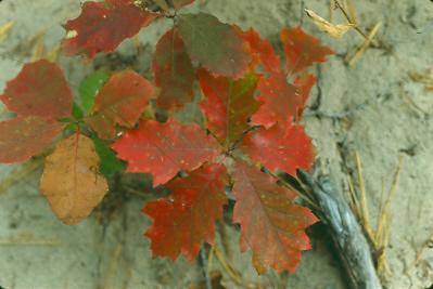 Red oak seedlings