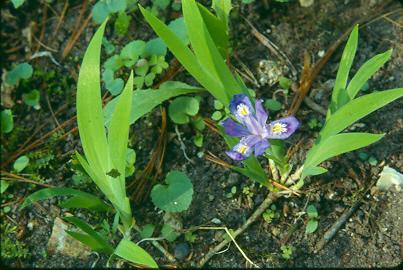 Dwarf lake iris