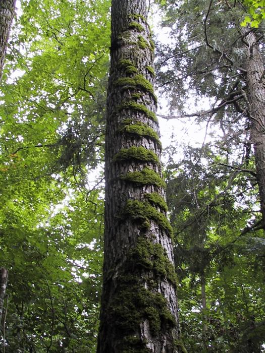 Moss-covered basswood trunk