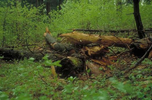 Yellow birch saplings enter a gap caused by death of three ancient hemlocks.