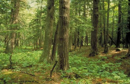 Multi-age hemlock forest, trees from 80 to 550 years old