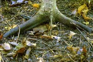 Roots of a sugar maple sapling exposed after invasive earthworms have eaten the forest floor