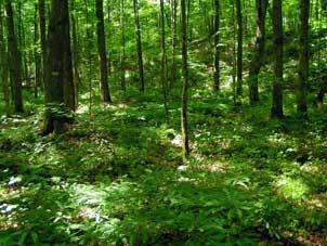 An earthworm-free maple forest on the Chequamegon-Nicollet National Forest, WI