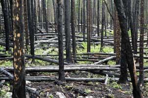 Boreal jack pine forest after blowdown and severe fire