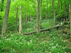 Maple forest with white snakeroot