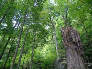 Tall sugar maple canopy, Mohawk Trail State Forest, MA
