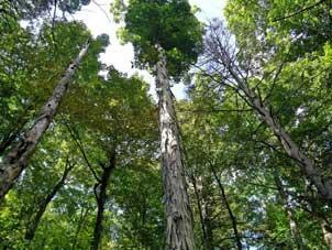 Tall shagbark hickory, MA