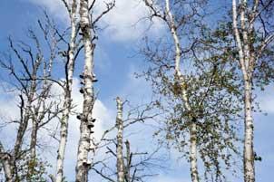 Dead birch trees